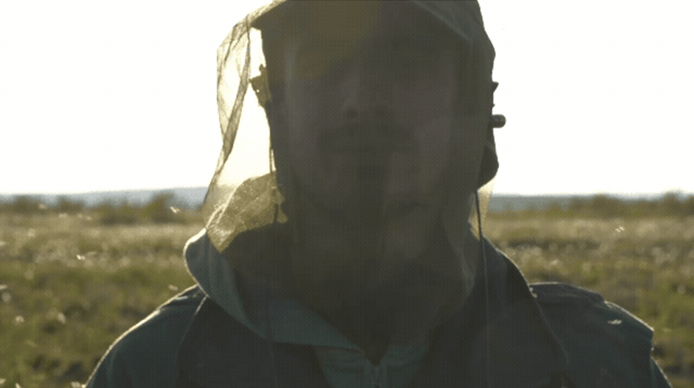 Field recording setup: microphones on mosquito head net